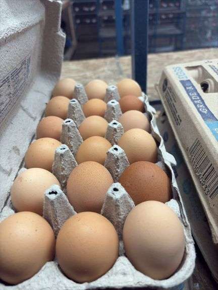 3 Doz Brown Eating Eggs