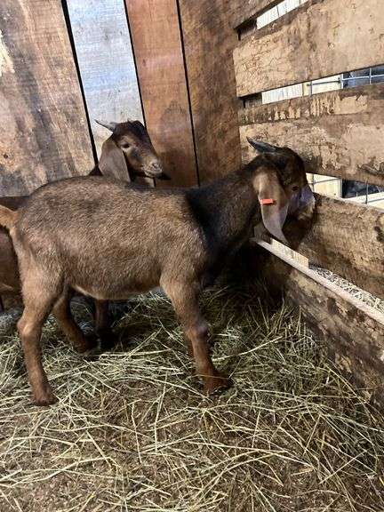 Brown & Black Spotted Boer Billy