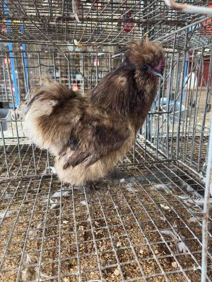 Silkie Rooster - 5 Mos Old - Show Quality