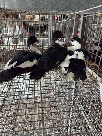 Trio Young Muscovy Ducks