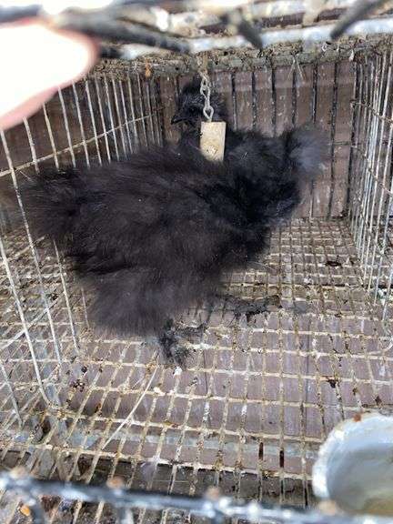 2 Silkie Chicks