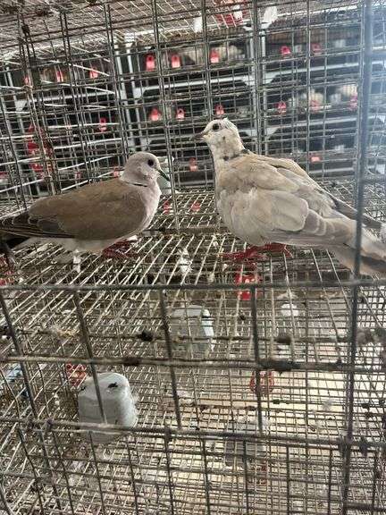 2 Doves