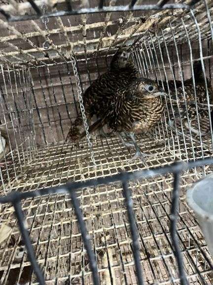 2 Lady Amherst Pheasants