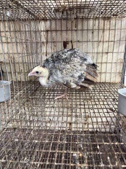 Young Black Shoulder Peacock