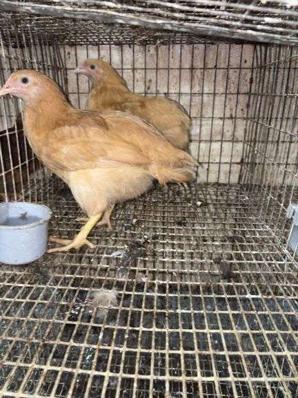 2 Buff Orpington Pullets