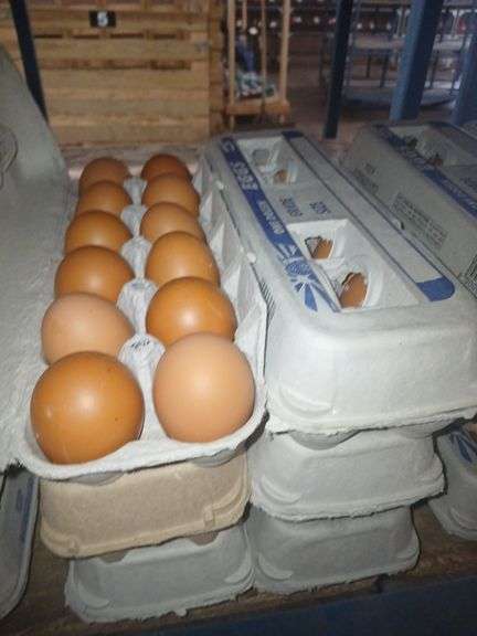6 Doz Large Brown Eating Eggs