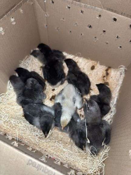 9 BC1 Olive Egger to Blue Copper Maran Chicks - 2 Wks Old