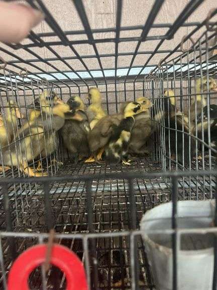 6 Runner Ducks Fawn & White
