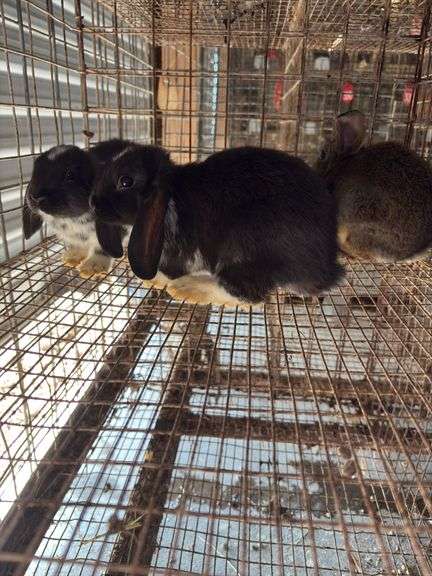 4 Mixed Bred Hollands - Unsexed