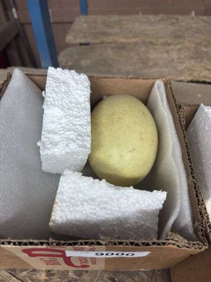 Fertile Rhea Egg - Grey Male - White Female