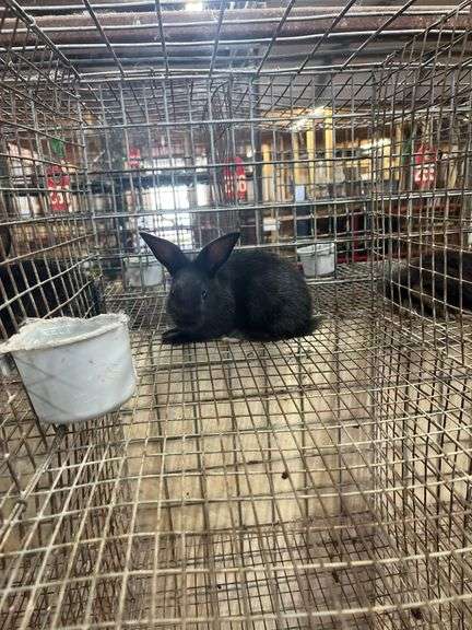 Black Flemish Giant Mini Rex