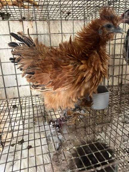 Fuzzy Silkie Pullet