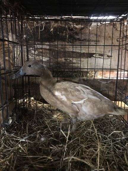 Chocolate Khaki Laying Hen "Pecan"