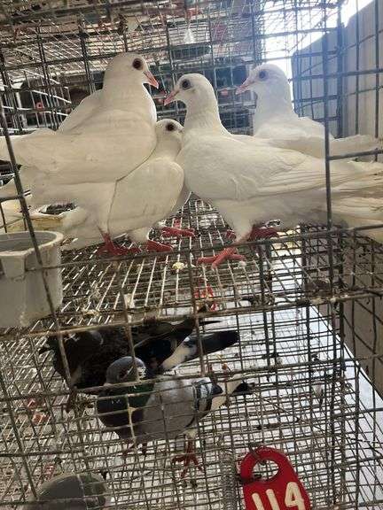 4 Homer Pigeons