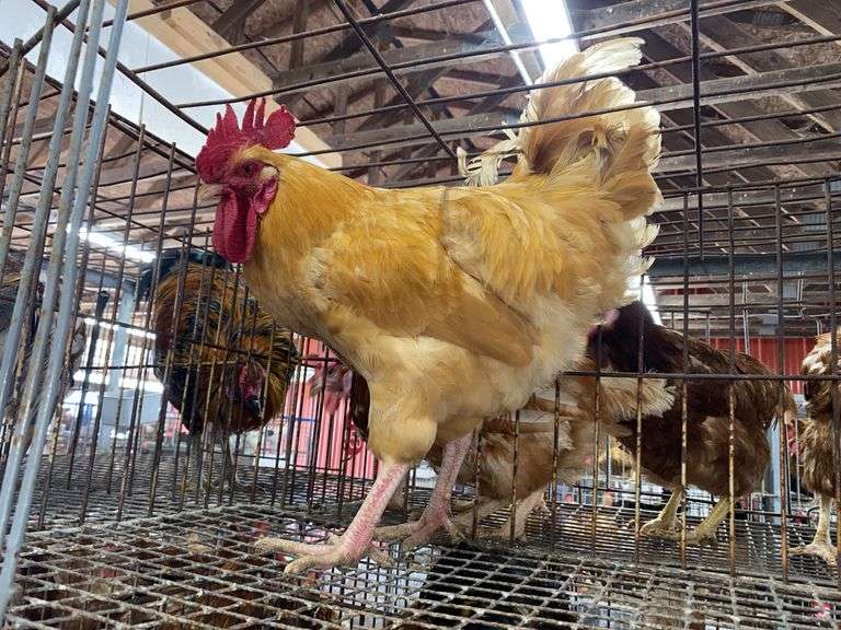 Rooster