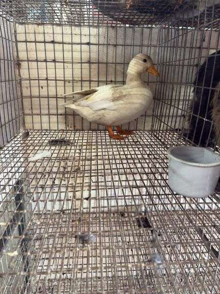 Young Unsexed White Call Duck