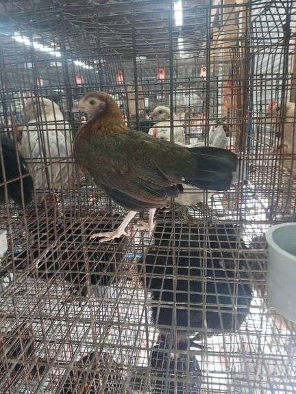 Serama Laying Hen "Tippy"