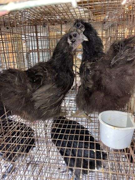 2 Silkie Hens