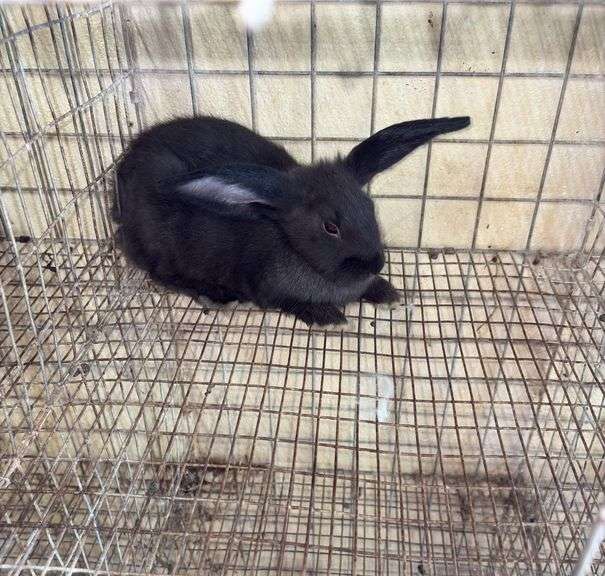 Flemish Mix Buck