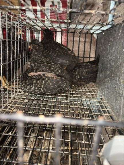 5 Plymouth Barred Rock Hens
