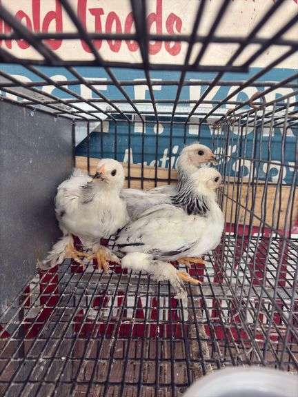 3 Light Brahma Chicks - Hatched 6/16/25