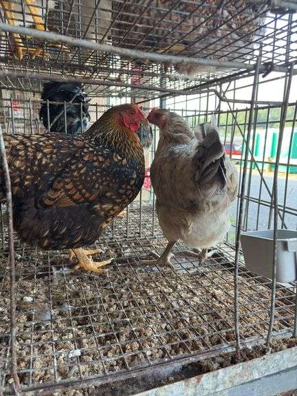 2 Barnyard Mix Hens