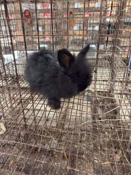 Black Angora Buck - 3 Months Old - Friendly