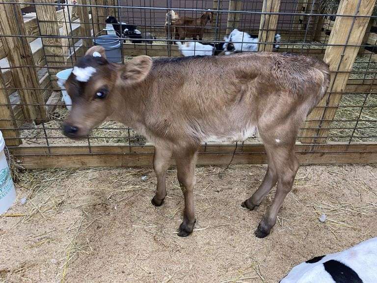 Crossbred Heifer Bottle Calf - Had Colostrum