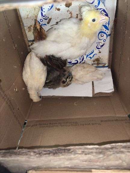 5 Chicks - 3 White, 1 Brown Feather Bantam & 1 Brown Bantam