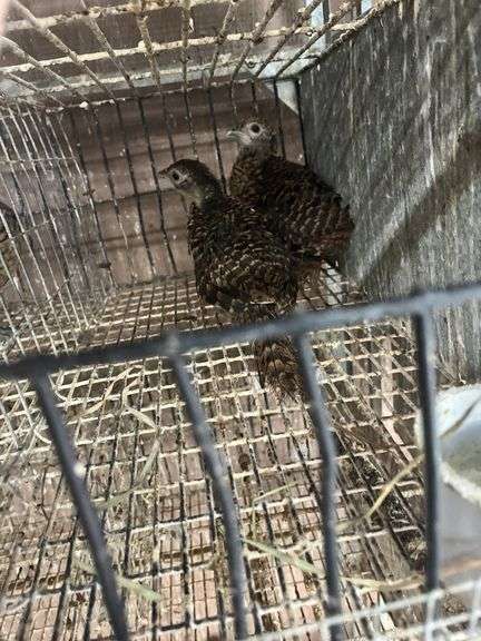 2 Lady Amherst Pheasants