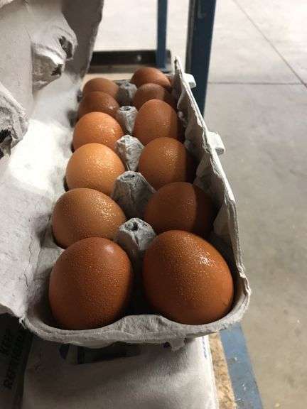 4 Doz Brown Eating Eggs