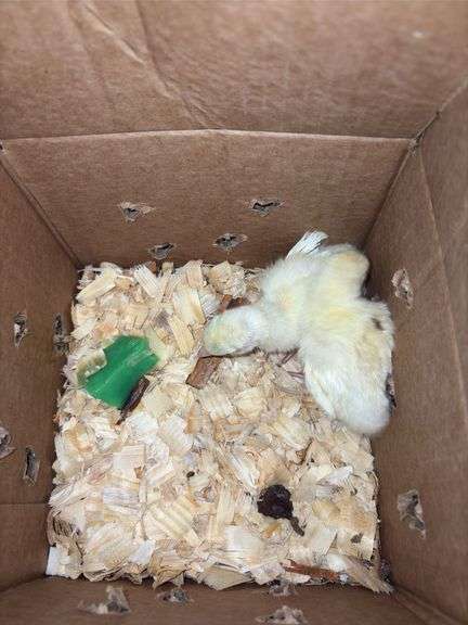 2 Royal Palm Turkey Poults
