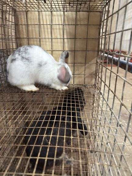 Mini Lop Cross Buck - 10 Wks Old