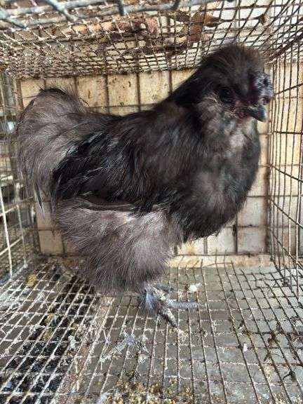 Silkie Rooster