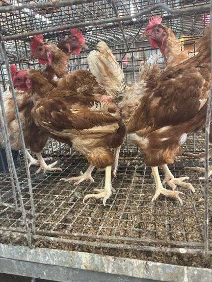 5 Isa Brown Hens