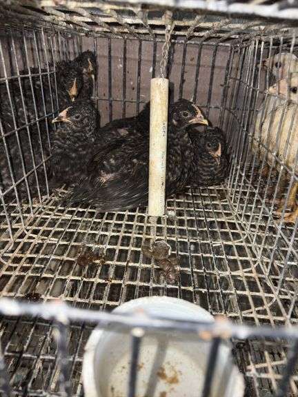 4 Plymouth Barred Rock Hens