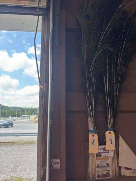 Bundle of Peacock Feathers