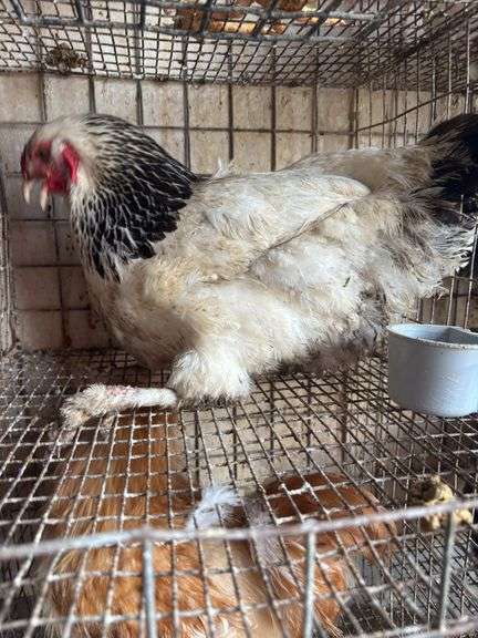 Pure Columbian Hen - 5 Mos Old - Has Bad Leg