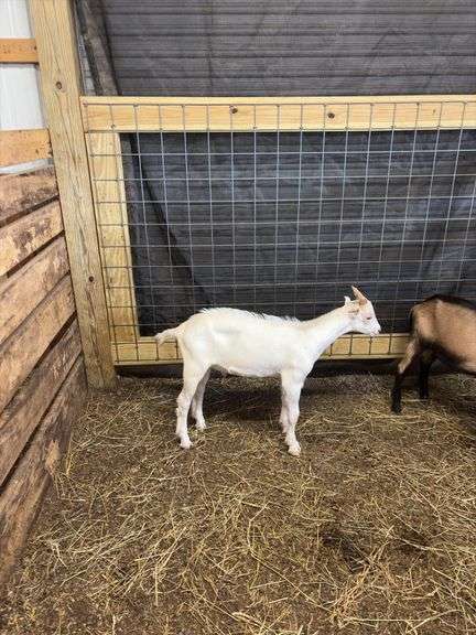 White Saanen Alpine Buckling - 3.5 Months Old