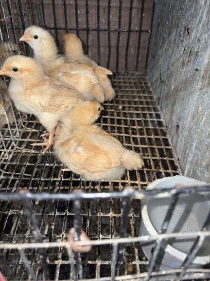 5 Buff Orpington Pullets
