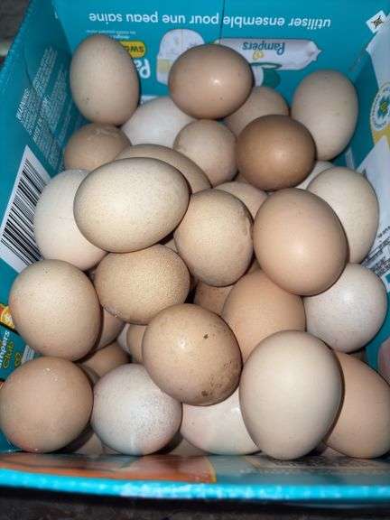 6 Doz Med Unwashed Eating Eggs