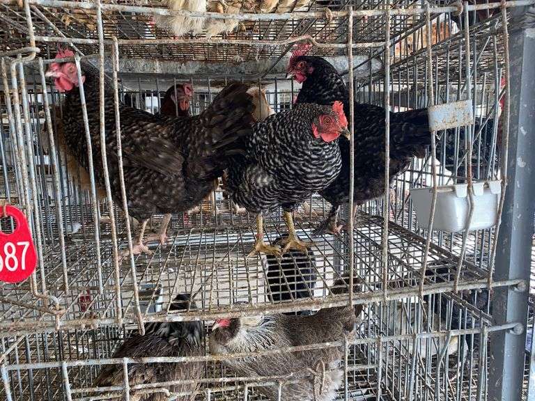 3 Plymouth Rock Laying Hens