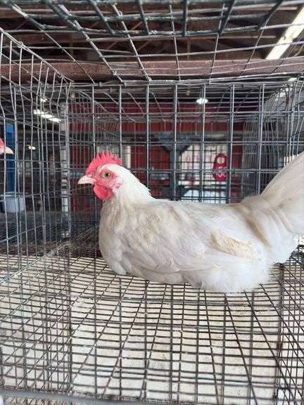 White Zombie Rooster