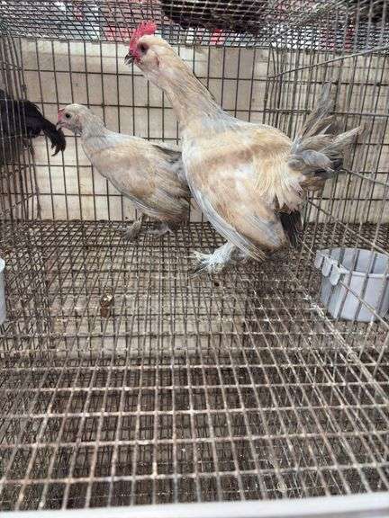 2 Porcelain D'uccle Roosters