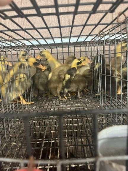 6 Runner Ducks Fawn & White