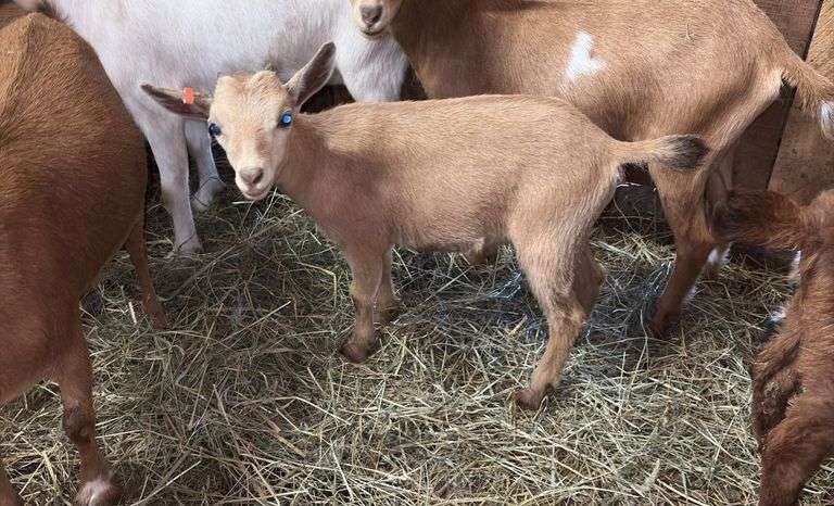 Tan Nigerian Dwarf Nanny - 2 Months Old