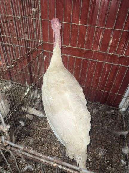 Heritage Tom Turkey - 5 Months Old
