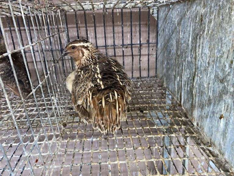 Pair Coturnix Quail - 1 Yr Old