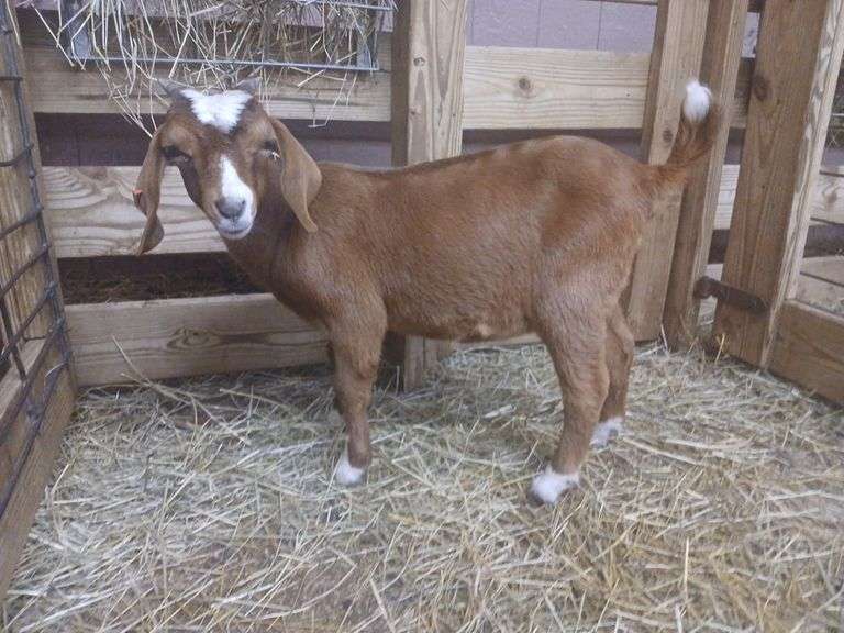 Brown & White Boer Nanny