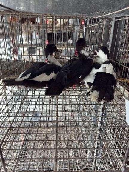 Trio Young Muscovy Ducks